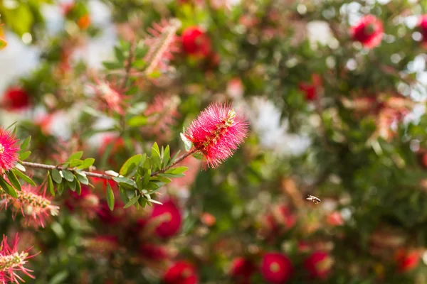 Flor vermelha fofa e uma abelha — Fotografia de Stock