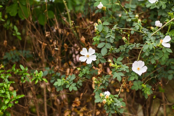 Fiori bianchi . — Foto Stock