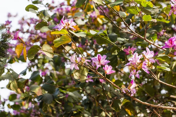 Cereja florida — Fotografia de Stock