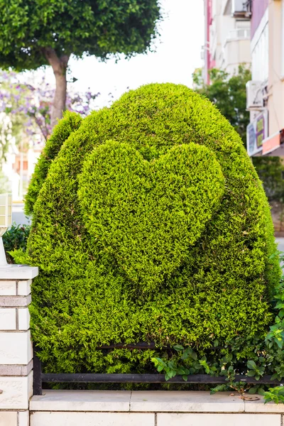 Bush in the form of heart — Stock Photo, Image