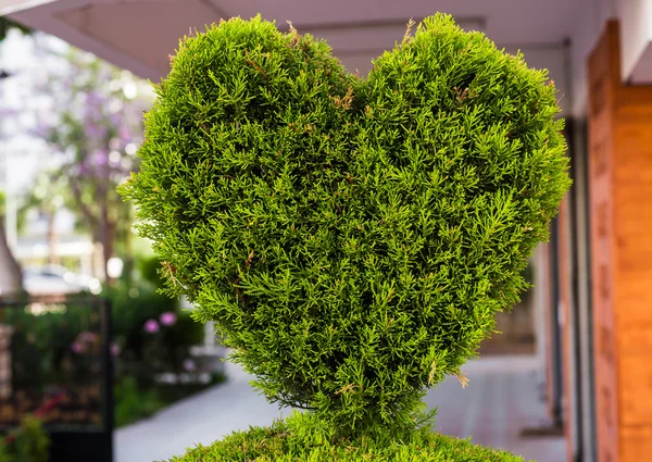 Bush in the form of heart — Stock Photo, Image