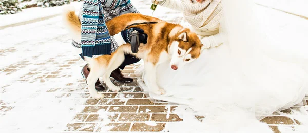 Cane muscoloso — Foto Stock