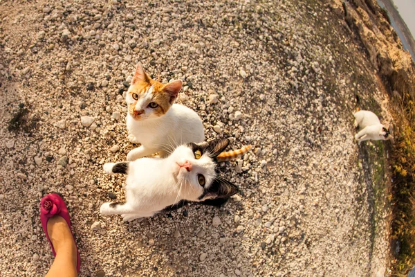 Kočky na ulici — Stock fotografie