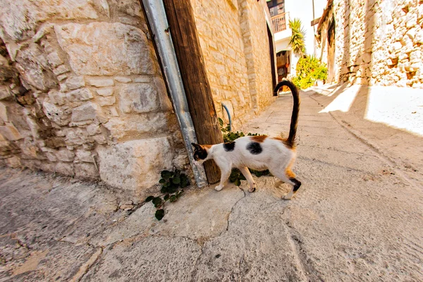 Cats on the street — Stock Photo, Image