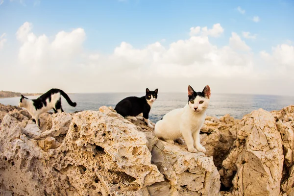 Gatos en la calle — Foto de Stock