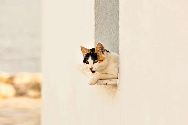 Gatos en la calle —  Fotos de Stock