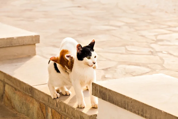 Koty na ulicy — Zdjęcie stockowe