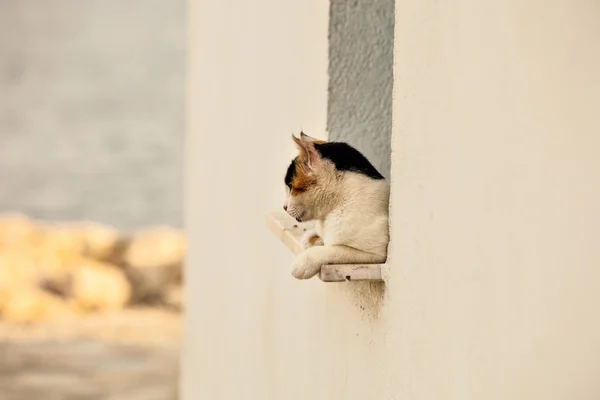 Кошки на улице — стоковое фото