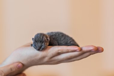 Blue british kitten in mens hand clipart