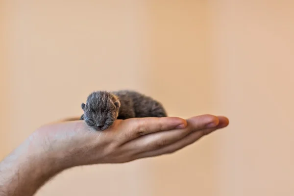 Blu gattino britannico nella mano degli uomini — Foto Stock