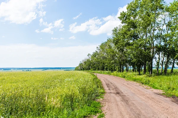 Estrada para campos de flores amarelas com céu azul claro — Fotografia de Stock