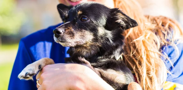 Güzel chihuahua köpek. — Stok fotoğraf