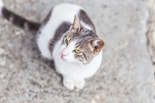 Kot na ulicy — Zdjęcie stockowe