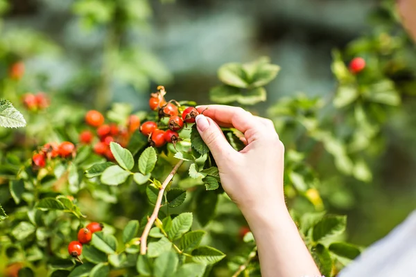 Gathering berries of wild rose. — Stock Photo, Image