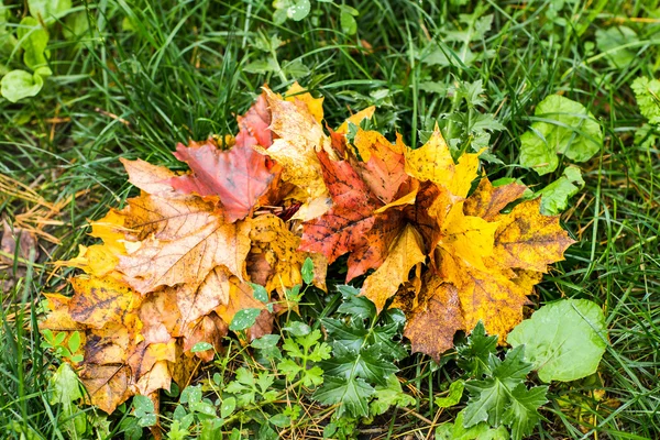 Hoja de arce de otoño intensamente colorido —  Fotos de Stock