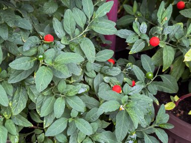 Yeşil yapraklı ve kırmızı dutlu Solanum psödocapsicum bitkisi. Süslü itüzümü, doğal doku ve botanik ayrıntı karşıtlığı, rengi ve mevsimsel büyümeyi ifade eder.