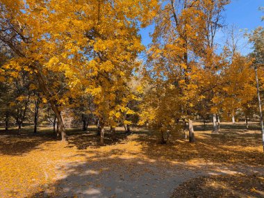 Sonbahar güneşi altında parlayan parlak sarı ağaçlardan oluşan bir orman. Sıcaklık, mevsimsel değişim ve doğanın şiirsel sakinliği altın dönüşüm.