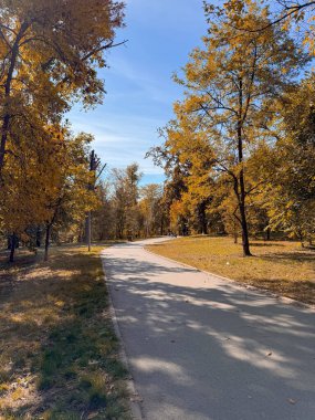Altın sonbahar ağaçları ve düşen yapraklar arasında kıvrılan güneşli bir park yolu. Sakin bir öğleden sonra yürüyüşü sırasında mevsimsel değişim, doğal uyum ve huzur dolu bir yansıma.