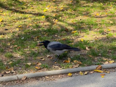 Gagasında fındık tutan bir karga sonbahar yapraklarıyla çevrili çimenlikte. Vahşi yaşam, içgüdü ve şehir adaptasyonu günlük yaşamla temsil edilir.