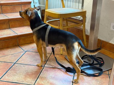 Kafenin içinde fayanslı zeminde duran küçük kahverengi bir köpeğin yakın plan portresi. Günlük hayatta evcil hayvan ve insan arasındaki duygu, merak ve bağ