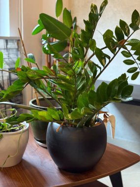 Ahşap masada siyah ve beyaz tencerelerde yeşil bitkiler. Modern ev iç mimarisi, doğal tazelik ve minimalist stil ve doğal ışık ile kentsel orman estetiği