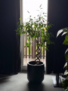 Büyük pencerenin yanında bükülmüş gövdesi olan bir ağaç saksısı. Doğal ışık, modern ev dekorasyonu ve yeşil yapraklı ve sakin atmosferli minimal iç tasarım.
