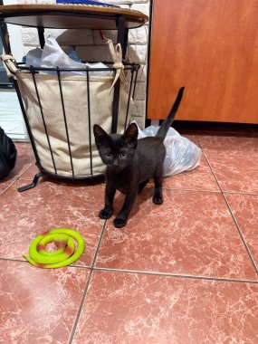 Siyah kedi yavrusu yeşil oyuncak yılanın yanında fayanslı zeminde duruyor. Evcil hayvan, merak ve neşeli an rahat ev ortamında yakalanır