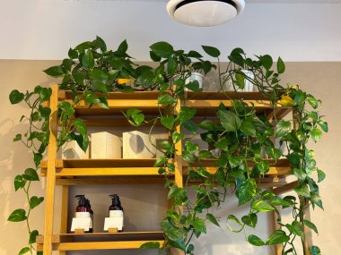 Modern içteki ahşap raflarda yeşil bitkiler. Şehir doğası, organik temas ve rahat kafe atmosferi.