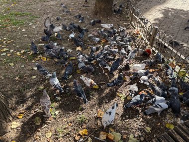 Güvercinler ağacın altında toplanıyor ve çitlerin yanında besleniyor. Şehir yaban hayatı, toplu davranış ve şehir ekosistemi gün ışığında ele geçirildi