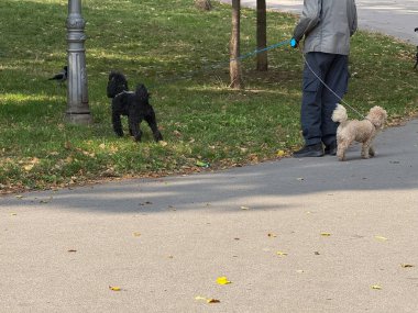 Şehir parkında iki köpek gezdiren adam. Boş zaman, arkadaşlık ve güz günlerinde evcil hayvanlarla yapılan günlük rutinler.