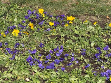 Bahçe toprağında açan sarı ve mor hanım evlatları. Bahar rengi ahengi, çiçek deseni ve doğal açık hava deseni.