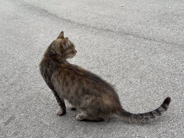 Sokak tekir kedisi kaldırımda oturup yan tarafa bakıyor. Sakin duruş, doğal sokak sahnesi ve şehir hayvanı hayatı.