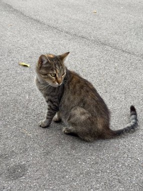 Sokak tekir kedisi kaldırımda oturup yan tarafa bakıyor. Sakin duruş, doğal sokak sahnesi ve şehir hayvanı hayatı.
