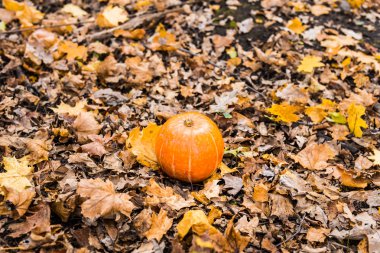 Kabak güz yaprakları.
