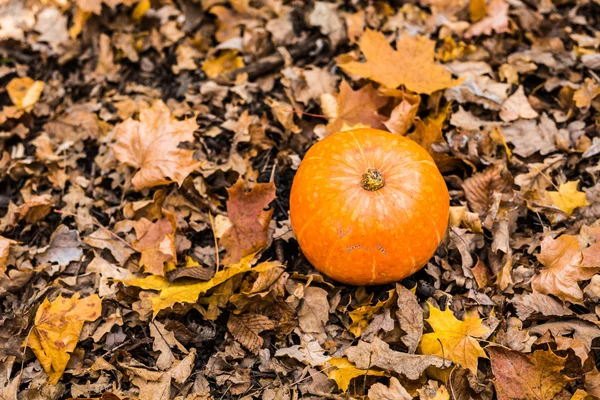 Citrouille dans les feuilles d'automne . — Photo