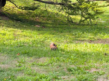 Meraklı sincap çimenlerde arama yapıyor. Kentsel vahşi yaşam ekosisteminin merak, hareket ve keşfi