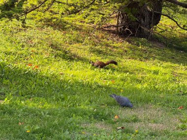 Sincap ve güvercin aynı çerçevede. Birlikte yaşam, biyolojik çeşitlilik ve kentsel çevre içindeki ortak yaşam alanları