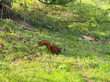 Sincap yerden yiyecek topluyor. Sonbahar mevsiminde hazırlık, hayatta kalma ve içgüdüsel davranışlar.