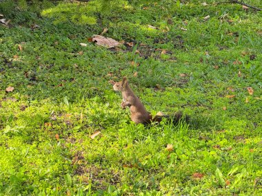 Sincap arka ayakları üzerinde dikiliyor. Çevreye farkındalık, merak ve adaptasyon