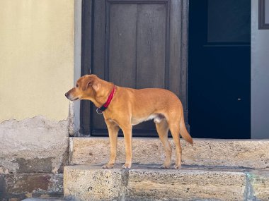Kahverengi köpek kapının yanındaki taş basamaklarda duruyor. Sakin, sadık ve sakin şehir ortamında yansıtıcı bir atmosfer.