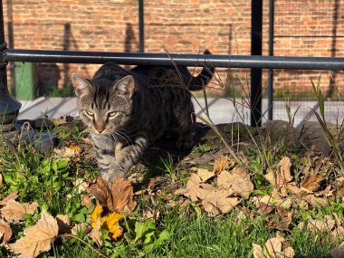 Sonbahar çimlerinde ilerleyen çizgili kedi. Doğal ışık ve şehir parkında keşif, içgüdü ve uyanıklık