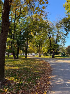 Sonbaharda ağaçlar ve düşen yapraklarla dolu bir park sokağı. Sakin, sakin ve huzurlu mevsimsel değişim atmosferi