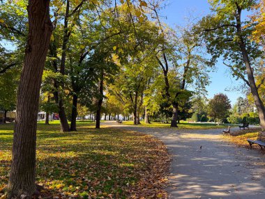 Park sokağı, banklar ve sonbahar ağaçları. Huzurlu güneşli bir günde dinginlik, denge ve yansıma