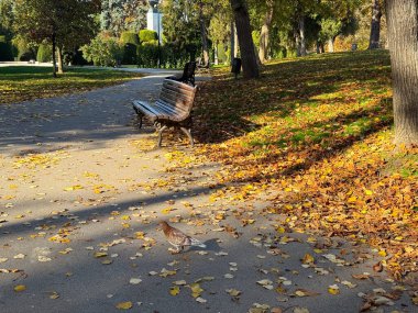 Kahverengi güvercin düşmüş yapraklarla parktaki bankın yanında duruyor. Şehir vahşi yaşamı, birlikte yaşam ve günlük şehir sahnesinin basitliği