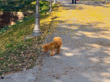 Sonbahar yapraklarıyla kaplı park yolunda küçük bir kaniş kokluyor. Şehirdeki evcil hayvan hayatının merak, hareket ve huzurlu rutini