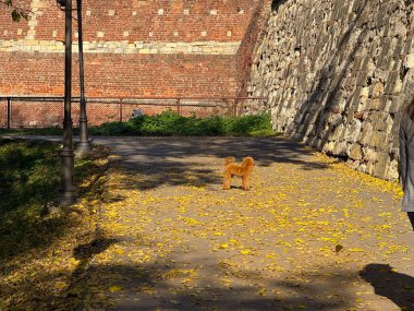 Eski tuğla duvarın yanındaki yaprak kaplı patikada duran küçük bir kaniş. Sıcaklık, güneş ışığı ve şehir parkında evcil hayvan yürüyüşünün huzurlu anı