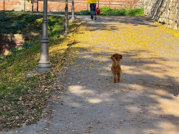Sonbahar ağaçları ve uzak ufuk çizgisi olan yolda yürüyen küçük bir kaniş. Şehirdeki evcil hayvan yaşamının hareketi, merakı ve ahengi