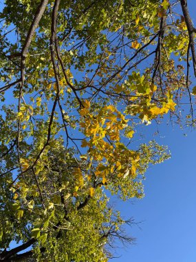 Mavi gökyüzüne karşı yeşil ve sarı yapraklı sonbahar dalları. Gündüz vakti geçiş, doğa ve mevsimsel değişim