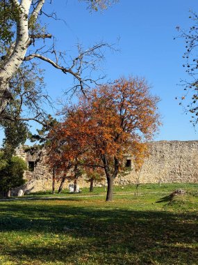 Mavi gökyüzünün altındaki eski taş duvarın yanında portakal yaprakları olan sonbahar ağacı. Mevsimsel güzellik, zıtlık ve tarih arasındaki uyum