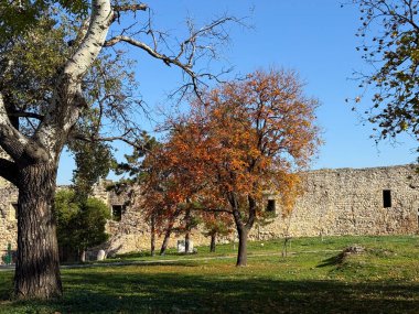 Mavi gökyüzünün altındaki eski taş duvarın yanında portakal yaprakları olan sonbahar ağacı. Mevsimsel güzellik, zıtlık ve tarih arasındaki uyum